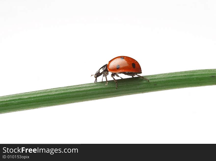 Bronzeladybug walking on a leaf - white background