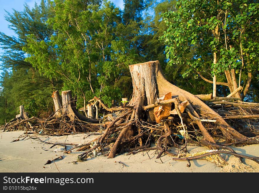 Uprooted tree stumps left on the beach. Uprooted tree stumps left on the beach