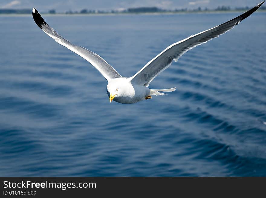 Photo of seagull in flight