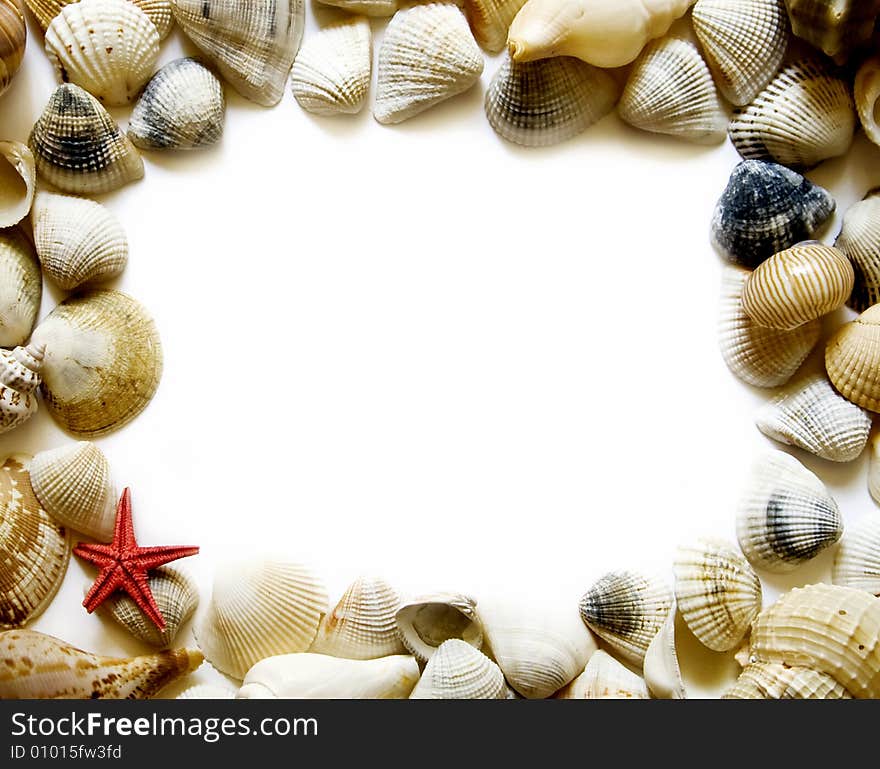 Seashell frame on white