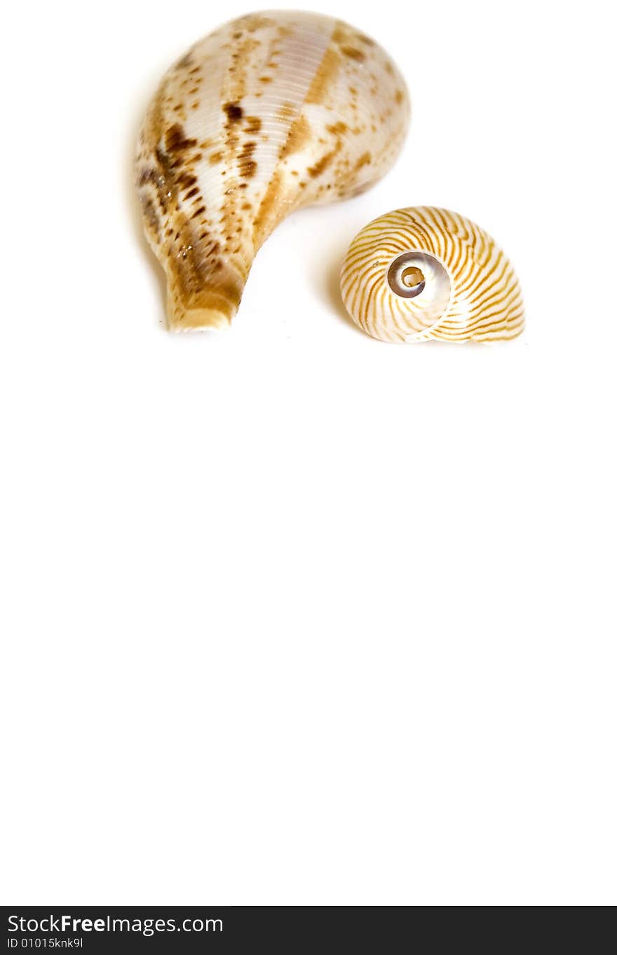 Seashell on white