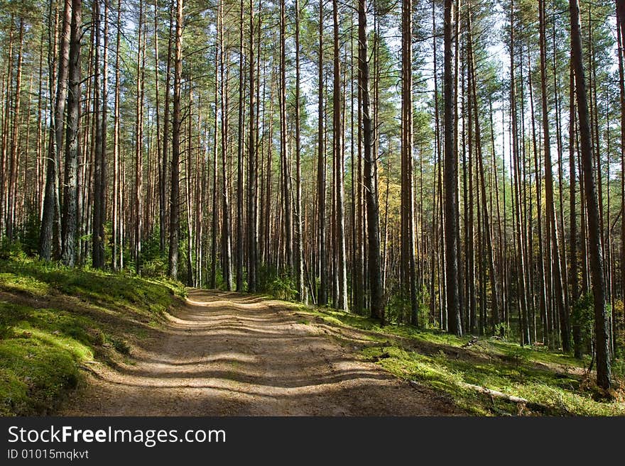 Shaded road in the summer boreal forest. Shaded road in the summer boreal forest