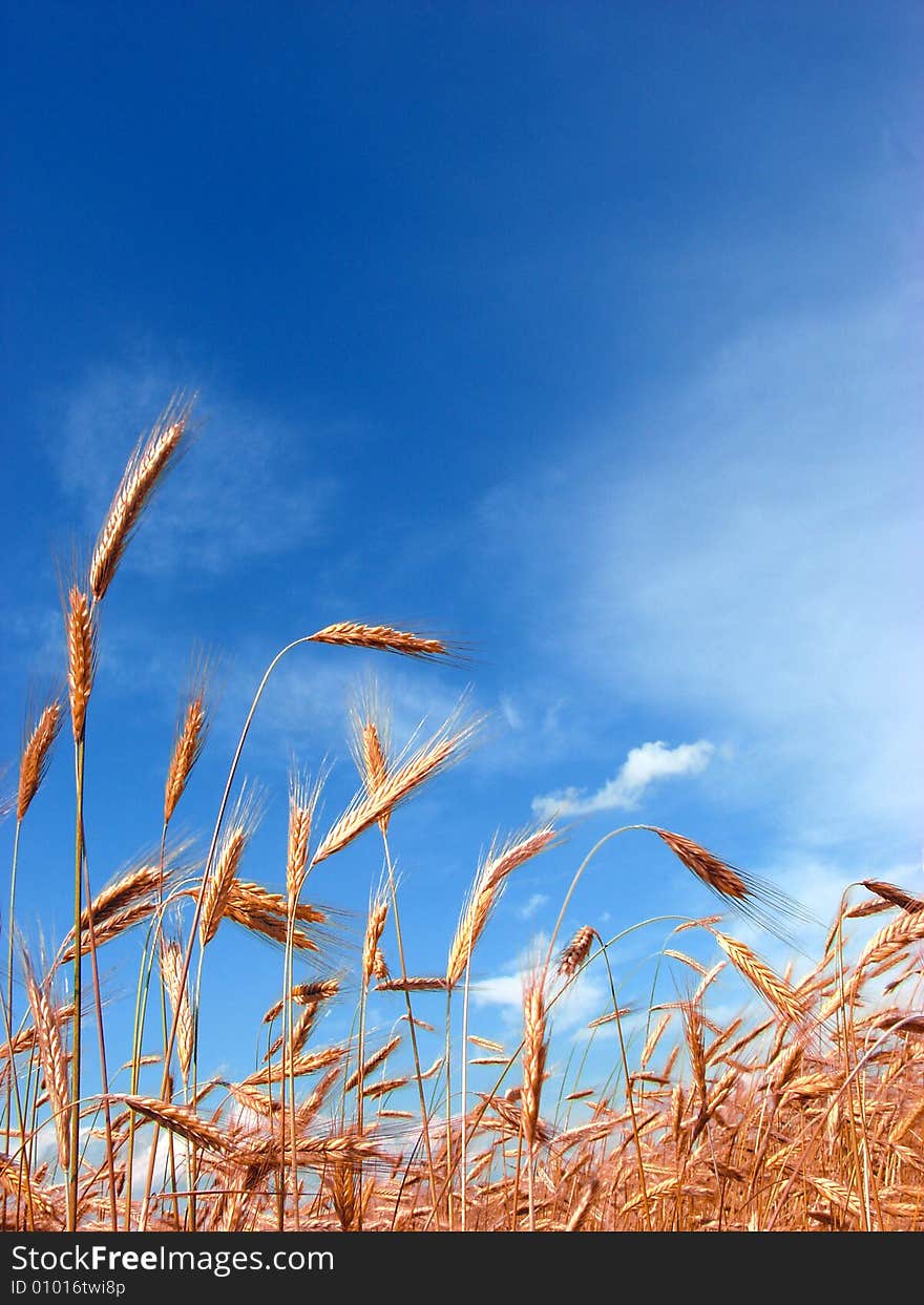 Photo of grain caught in sunny weather