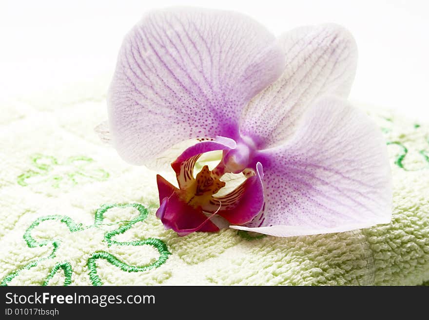 Spa scenery with orchid