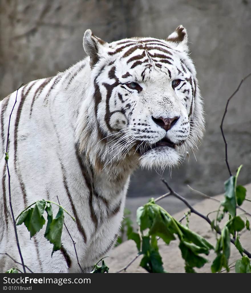 Portrait of white tiger. Rare animal. Portrait of white tiger. Rare animal