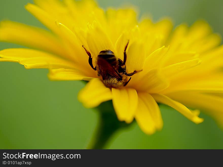 A bumble bee hanging upside down between yellow flower petals. A bumble bee hanging upside down between yellow flower petals