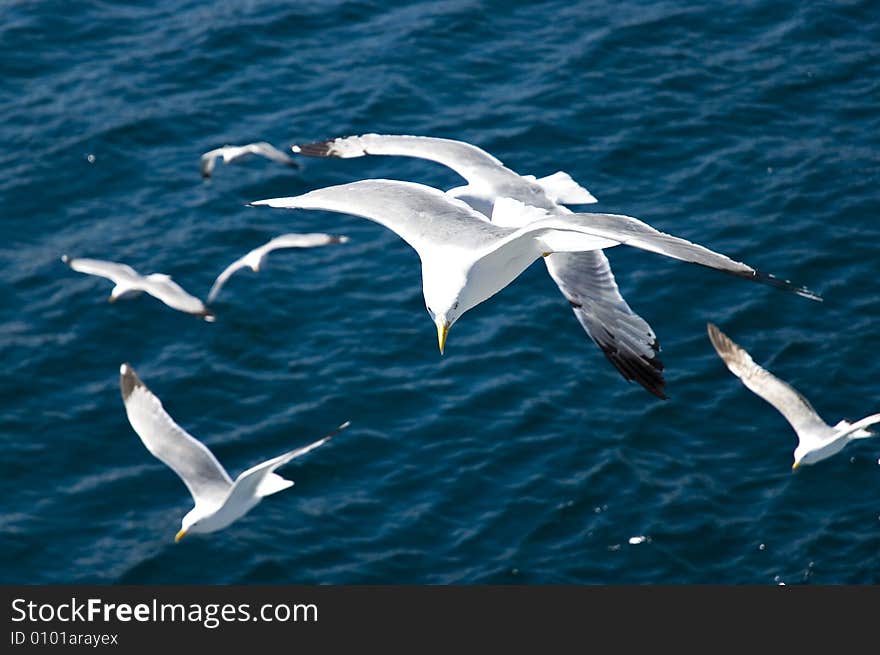 Photo of seagull in flight