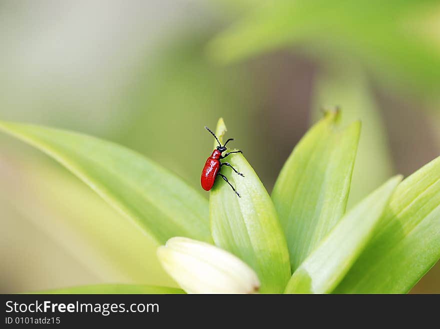 Dogbane Beetle