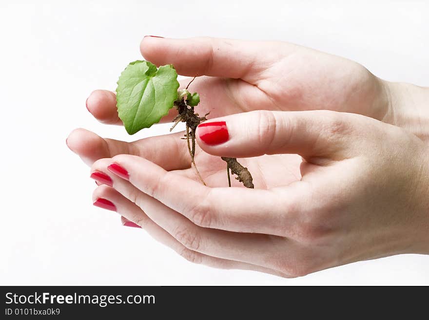 Small tree in hands - white background. Small tree in hands - white background