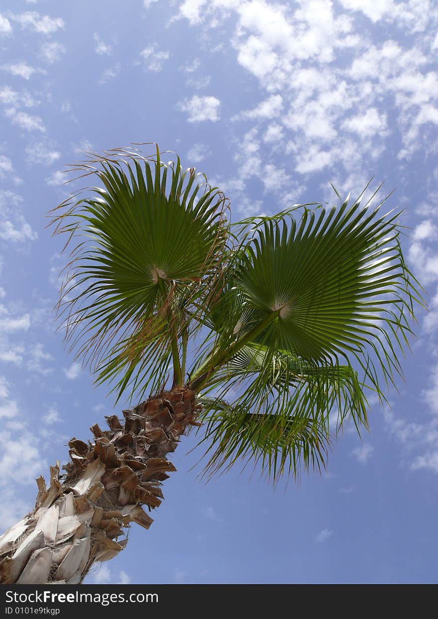 Palm tree