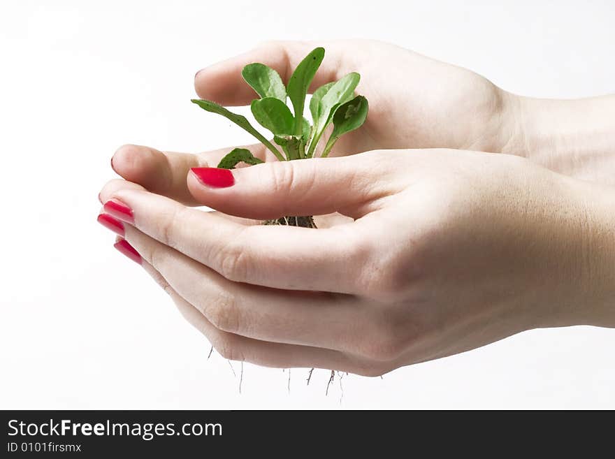 New life concept - small tree on hands. New life concept - small tree on hands