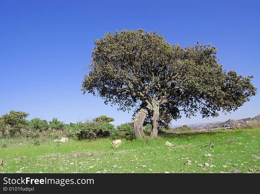 View of a tree in Sardinia. This plant is most important in Sardinia. View of a tree in Sardinia. This plant is most important in Sardinia.