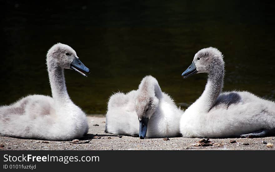 Three signets