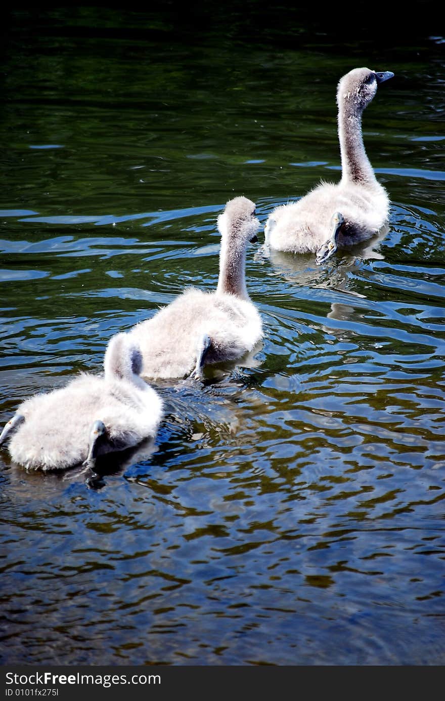 Three signets swimming