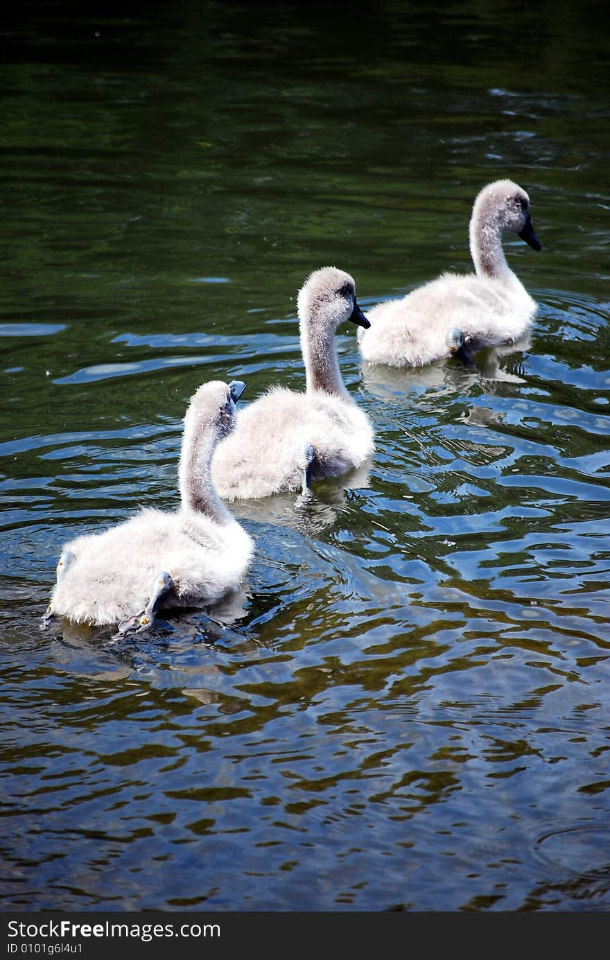 A shot of three baby swans swimming. A shot of three baby swans swimming