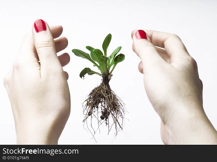 New life between hands - small plant in hands; white background