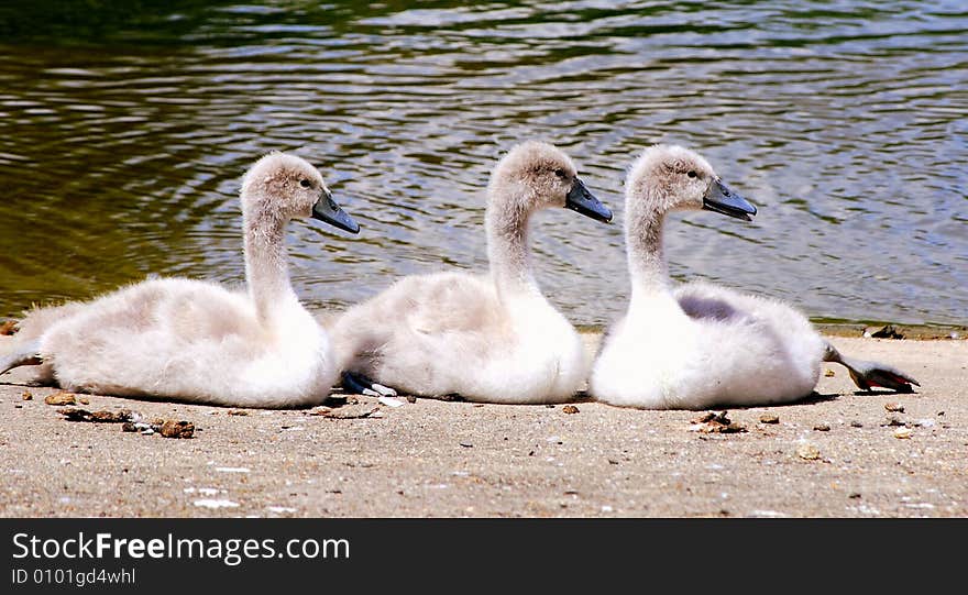 A shot of three baby swans sitting by the river. A shot of three baby swans sitting by the river