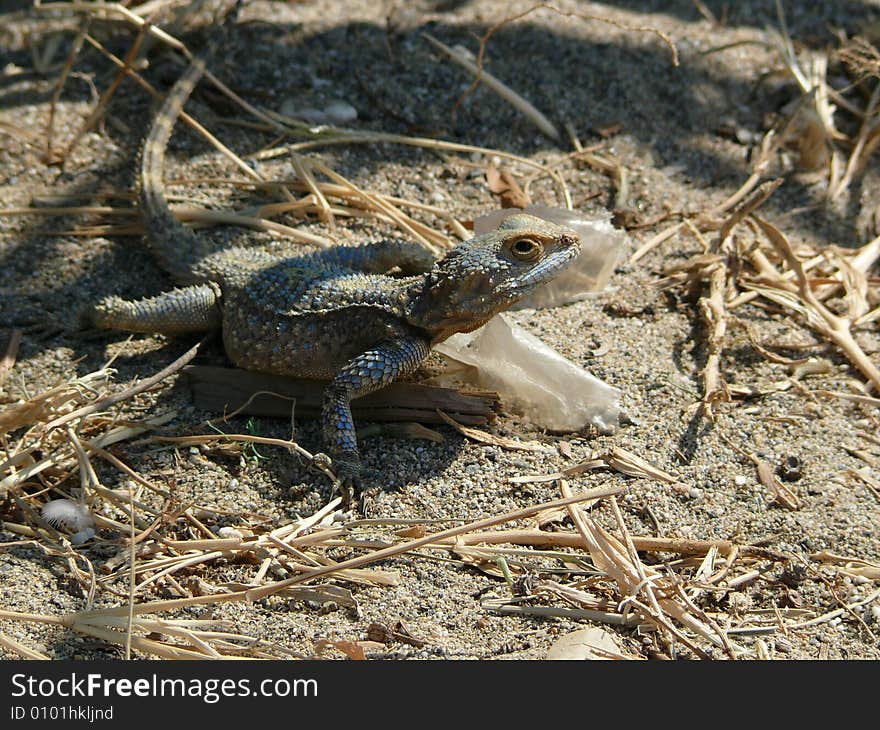 Agama lizard