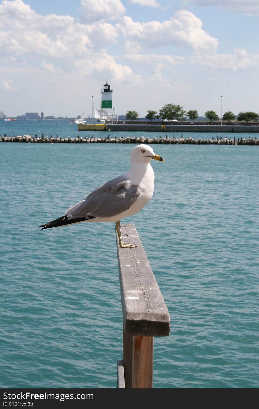 Sea gull resting at the water. Sea gull resting at the water