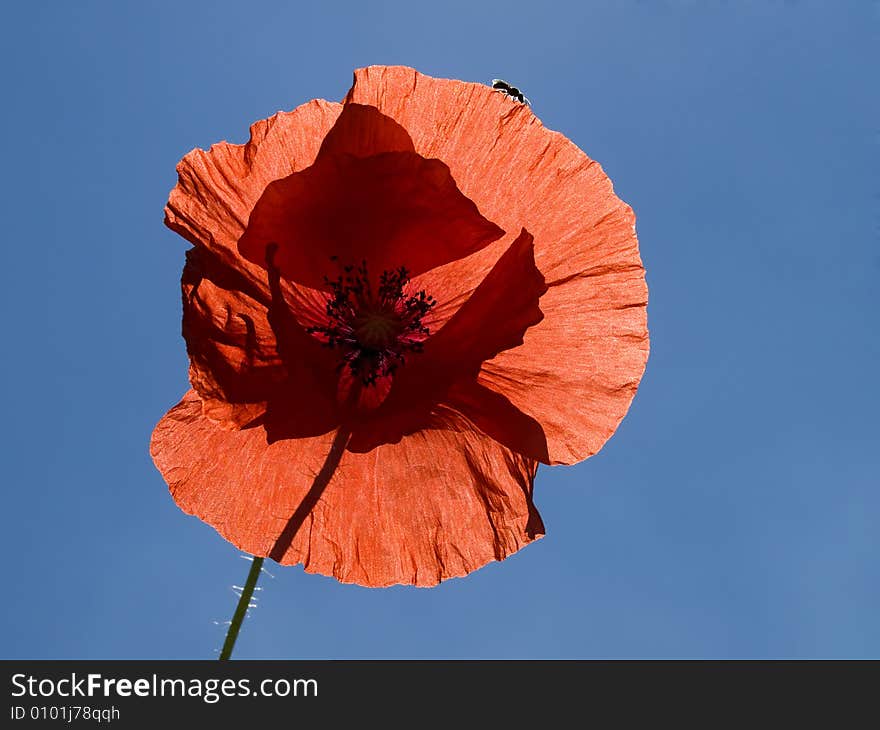 Poppy blossom