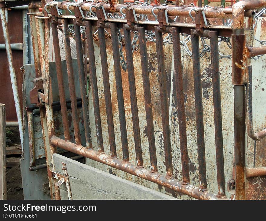 A tilting table squeeze chute for calves. Used when branding and immunizations to keep the calves still. A tilting table squeeze chute for calves. Used when branding and immunizations to keep the calves still.