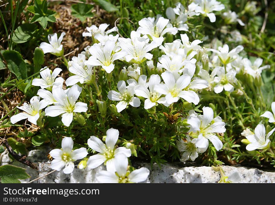 Flowers are in mountains, Caucasus mountain, snow top, bezengi