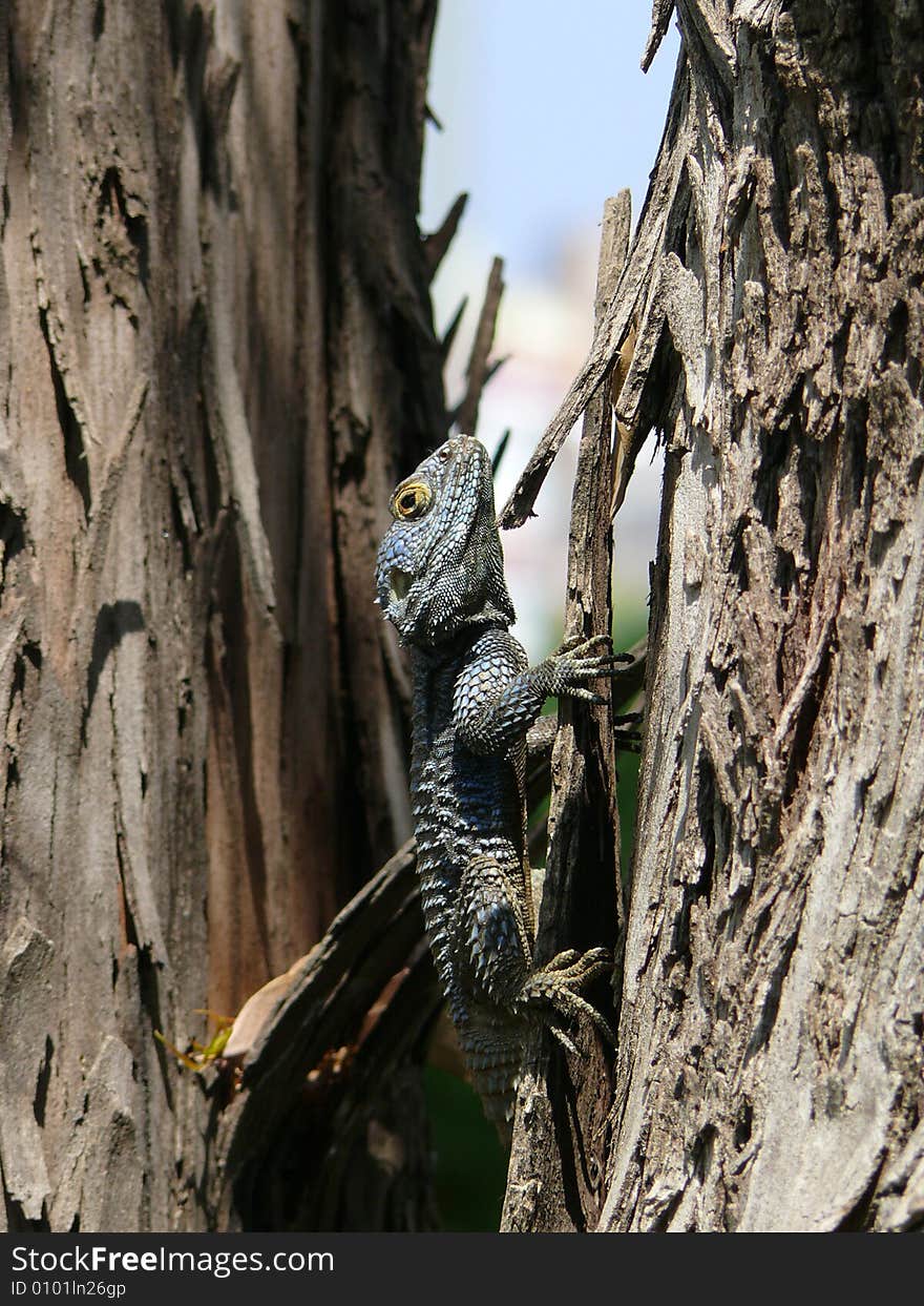 Agama Lizard