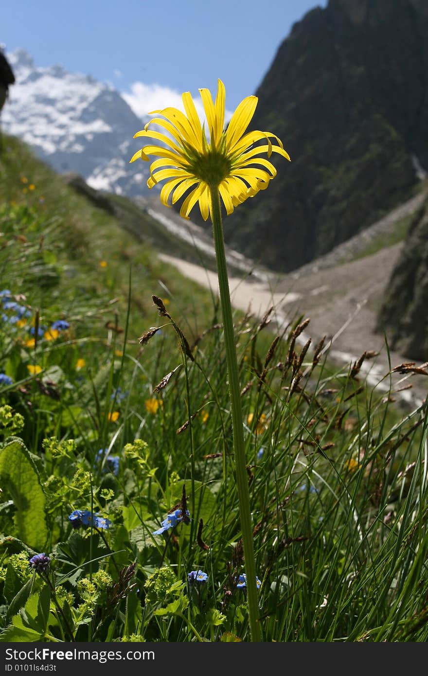 Flowers are in mountains, Caucasus mountain, snow top, bezengi