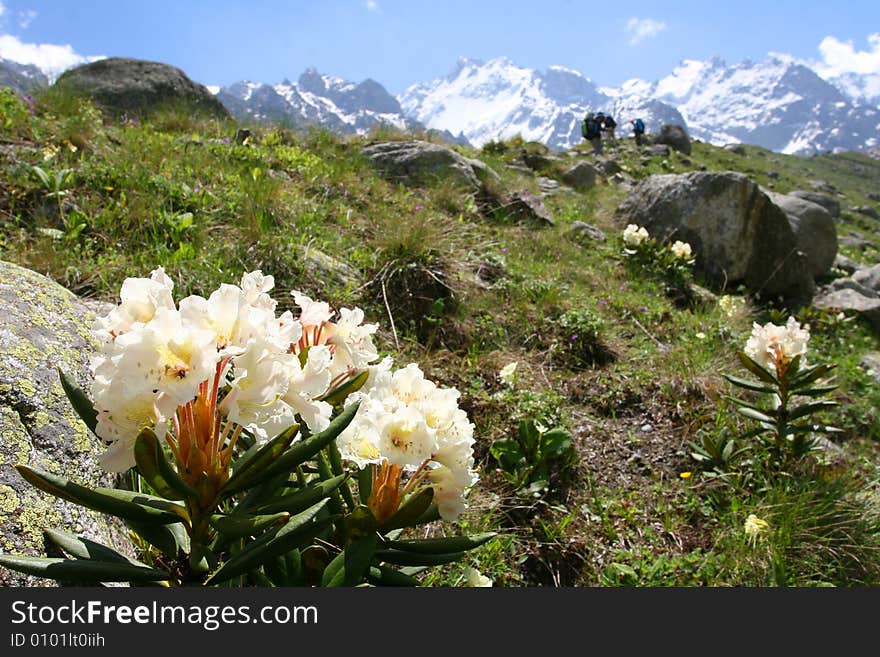 Flowers are in mountains, Caucasus mountain, snow top, bezengi