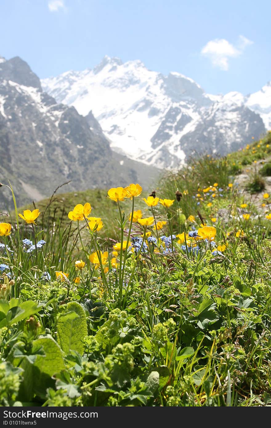 Flowers are in mountains, Caucasus mountain, snow top, bezengi