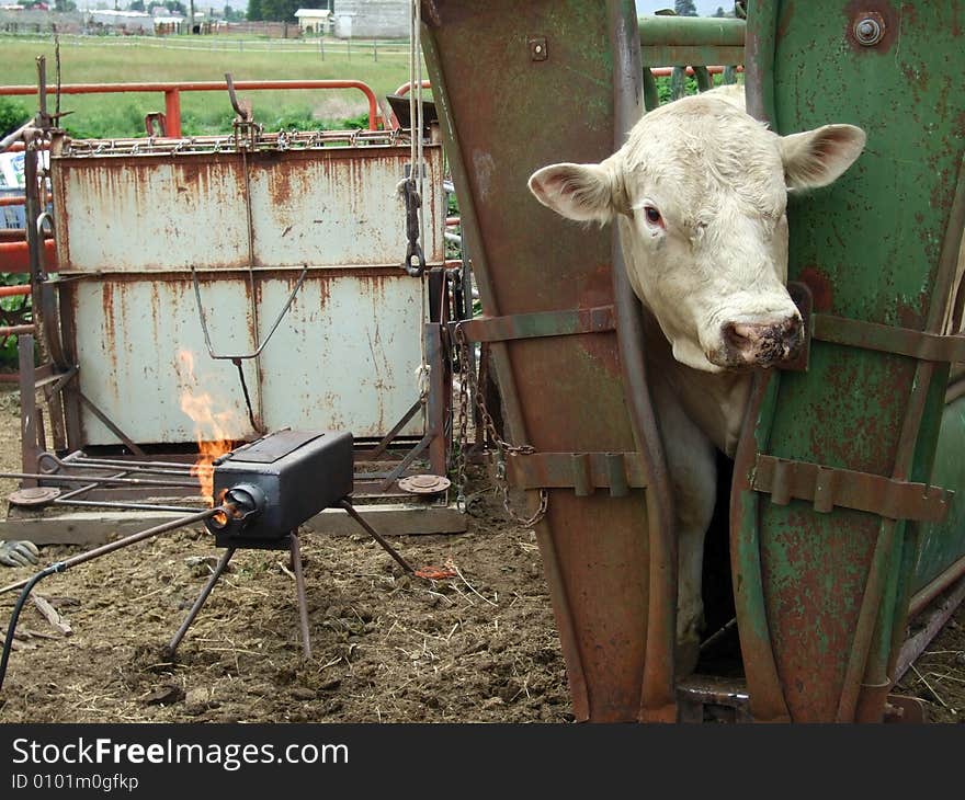 A Charolais bull with cattle livestock brands getting heated in the fire. A propane tank is used to heat the fire along with pieces of wood. A metal squeeze chute holds the bull still for branding. A Charolais bull with cattle livestock brands getting heated in the fire. A propane tank is used to heat the fire along with pieces of wood. A metal squeeze chute holds the bull still for branding.