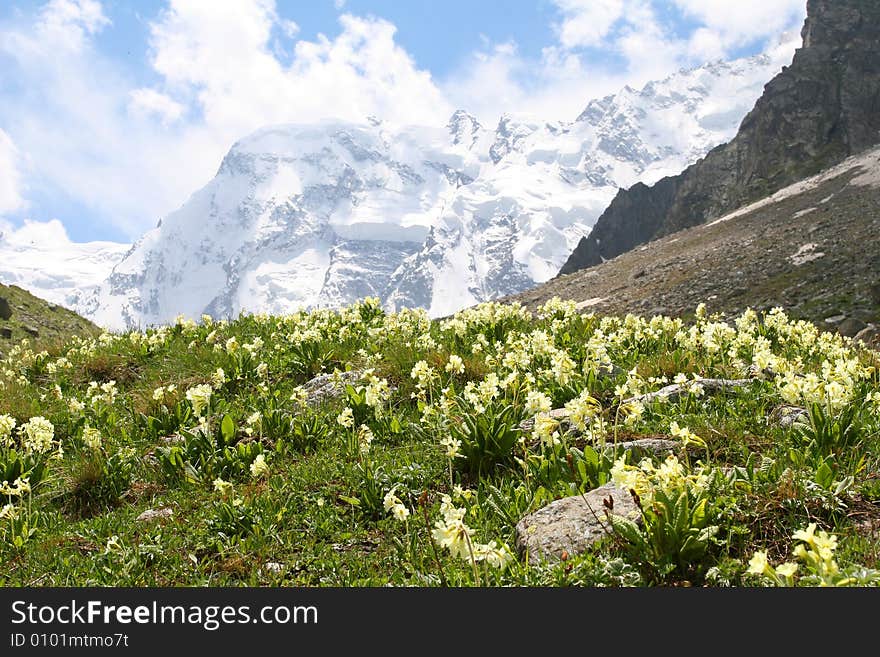 Flowers are in mountains, Caucasus mountain, snow top, bezengi