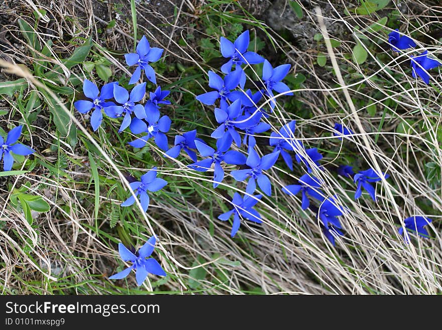 Flowers are in mountains, Caucasus mountain, snow top, bezengi