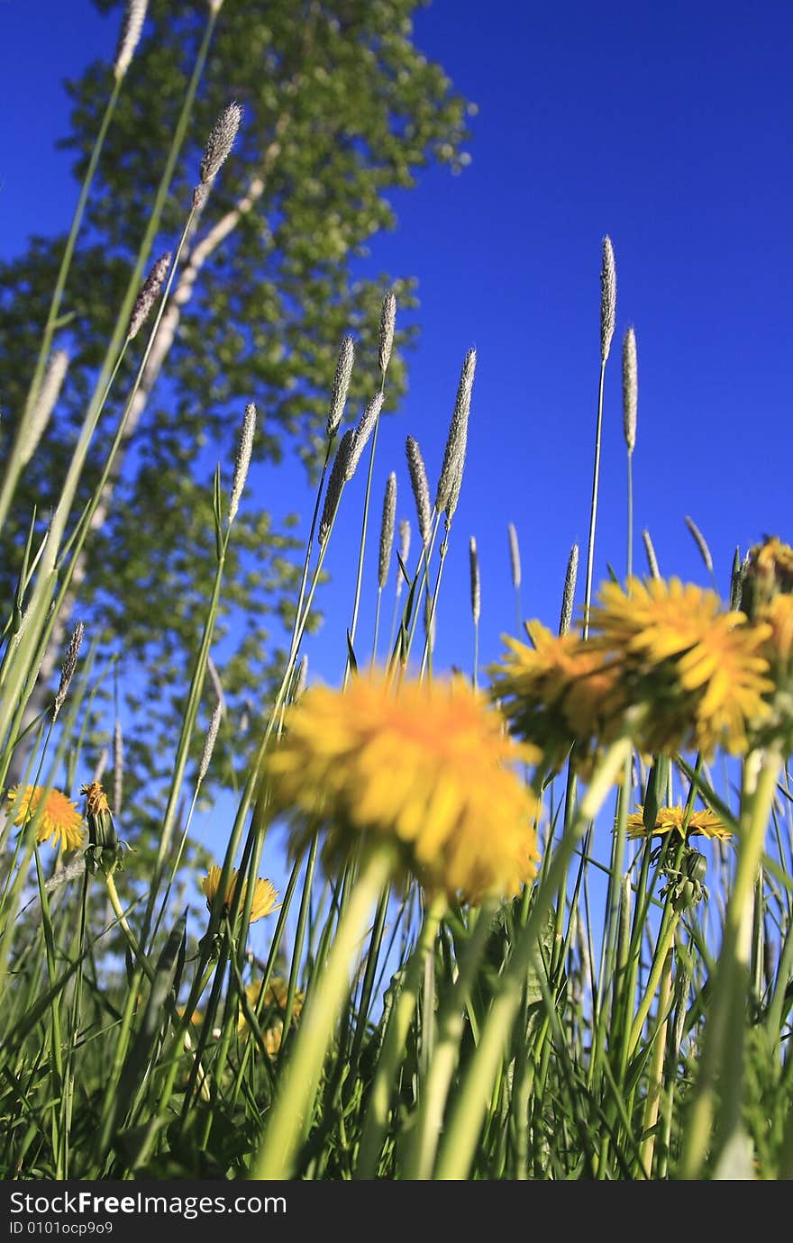 A field in the summer with trees, grass and flowers against a blue sky. . A field in the summer with trees, grass and flowers against a blue sky.