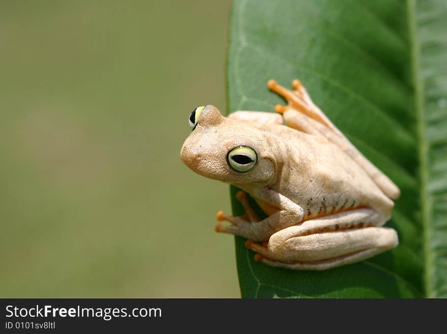 Frog lying on a leaf looking at the camera. Frog lying on a leaf looking at the camera