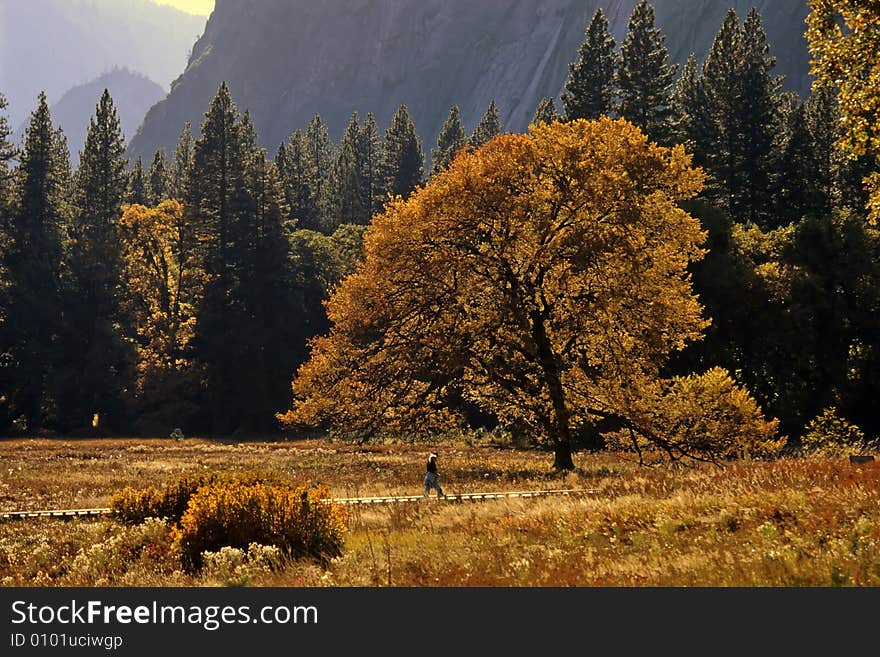 Oak Tree in Fall Color, back lighted, Yosemite National Park California