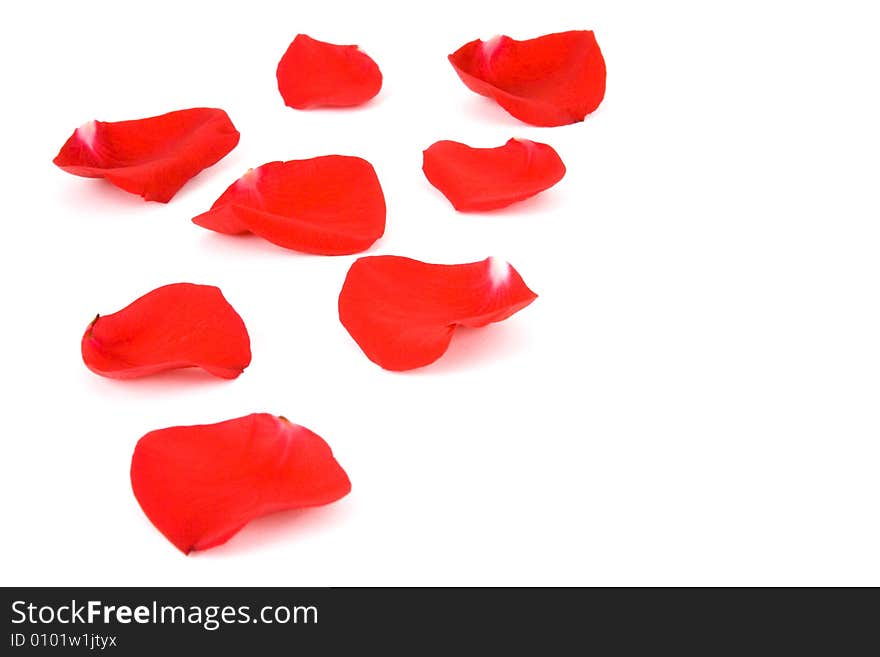 Petals isolated on a white background