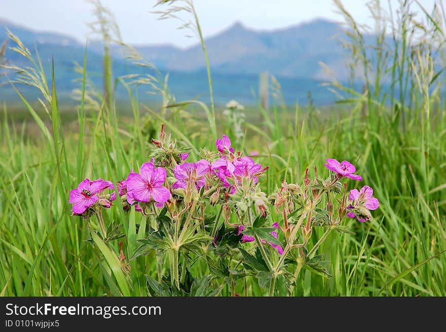 Wild flowers