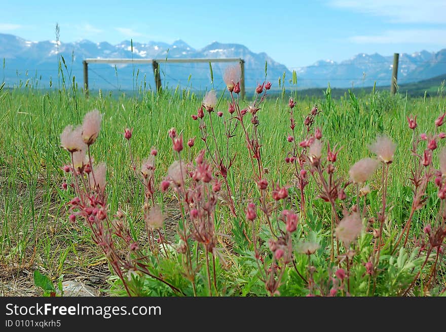 Wild flowers