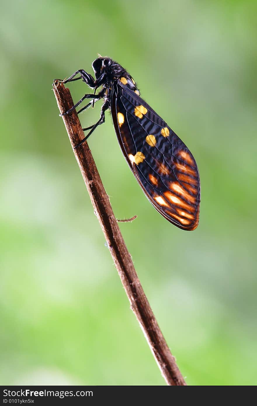 Black Cicada