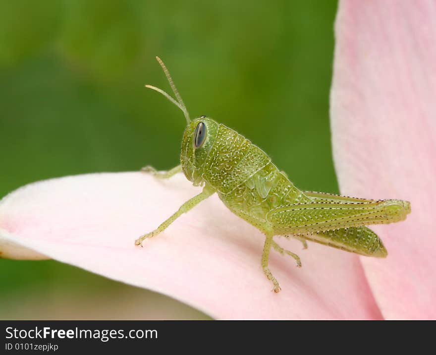 A light green grasshopper is ready to launch from his pink petal.