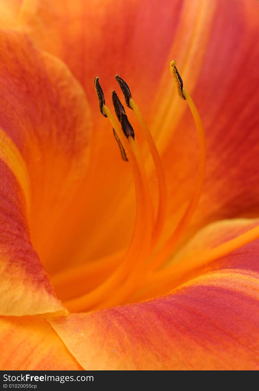 The inside of a beautiful, orange daylilly.