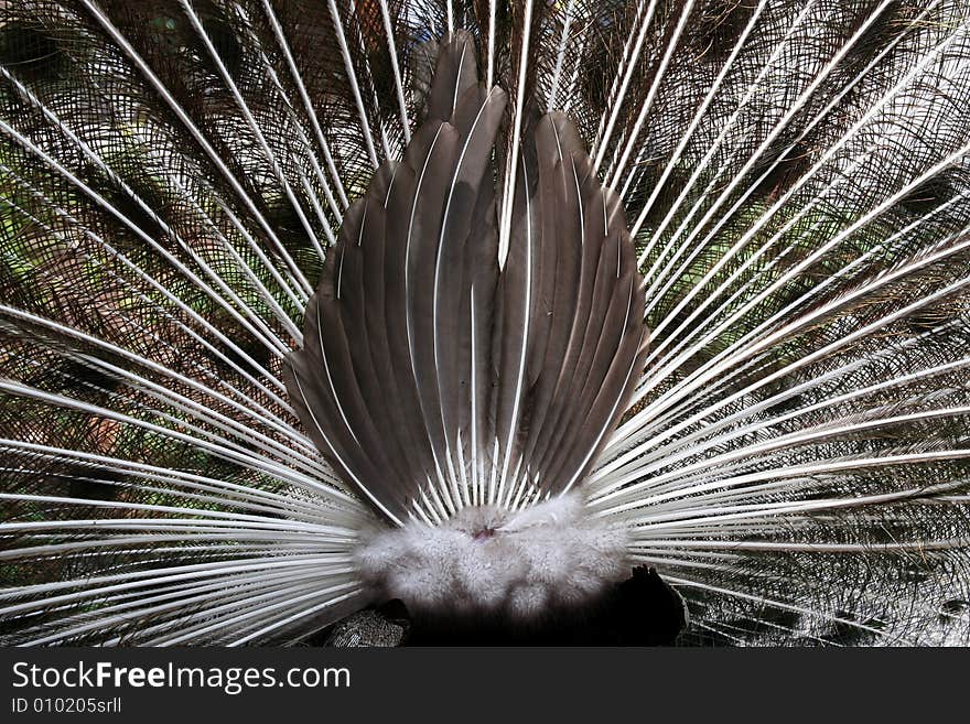 The backside of the peacock is quite a colleciton of texture and design. The backside of the peacock is quite a colleciton of texture and design.