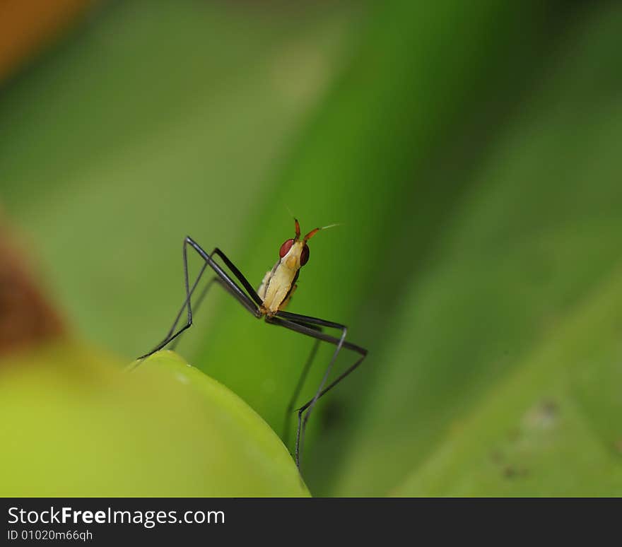 Interesting Insect Macro