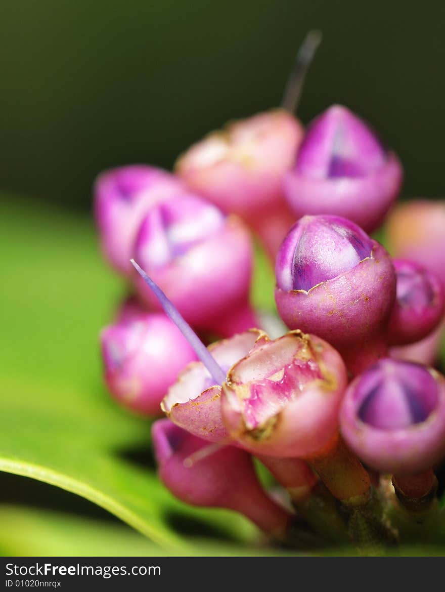 Purple unripe fruits