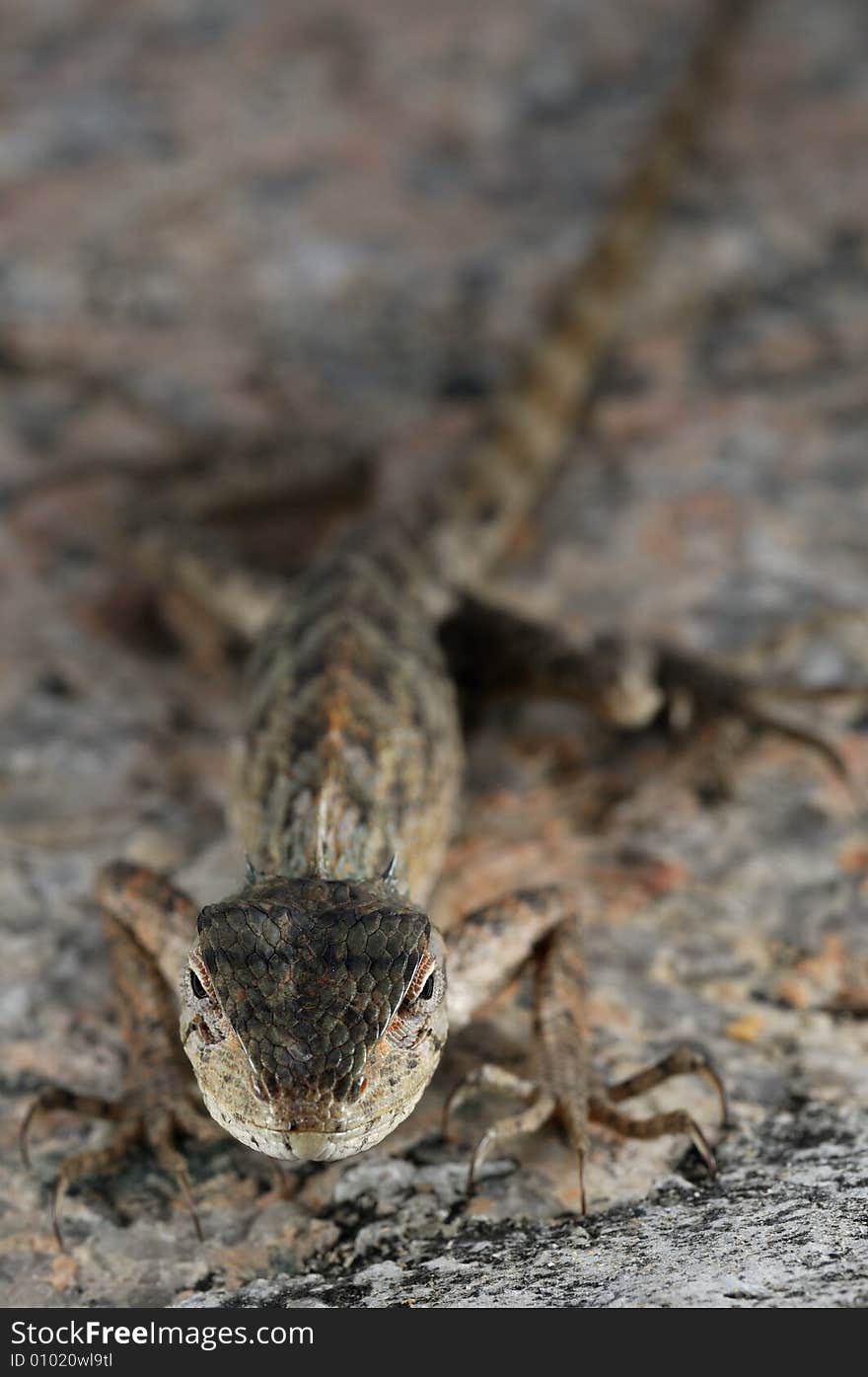 Close up of a chameleon