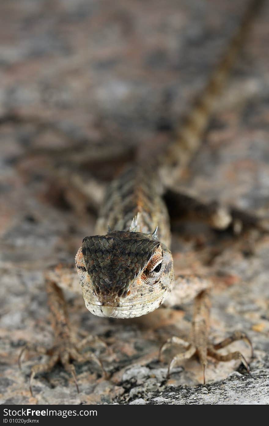 Close up view of a chameleon