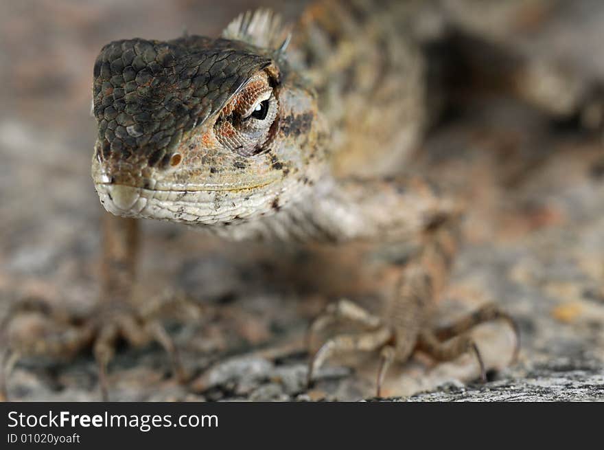 Chameleon portrait