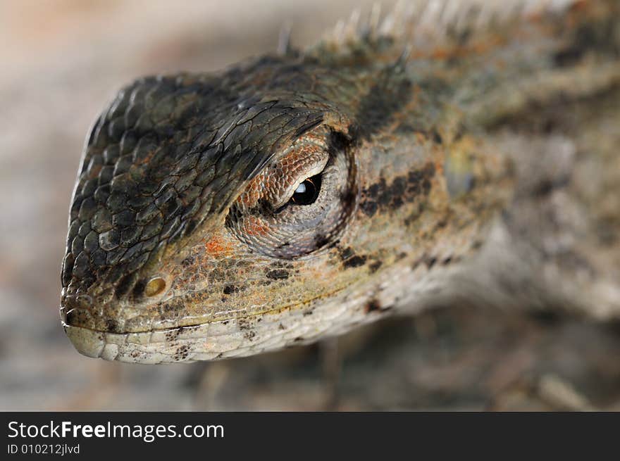 Chameleon portrait shot