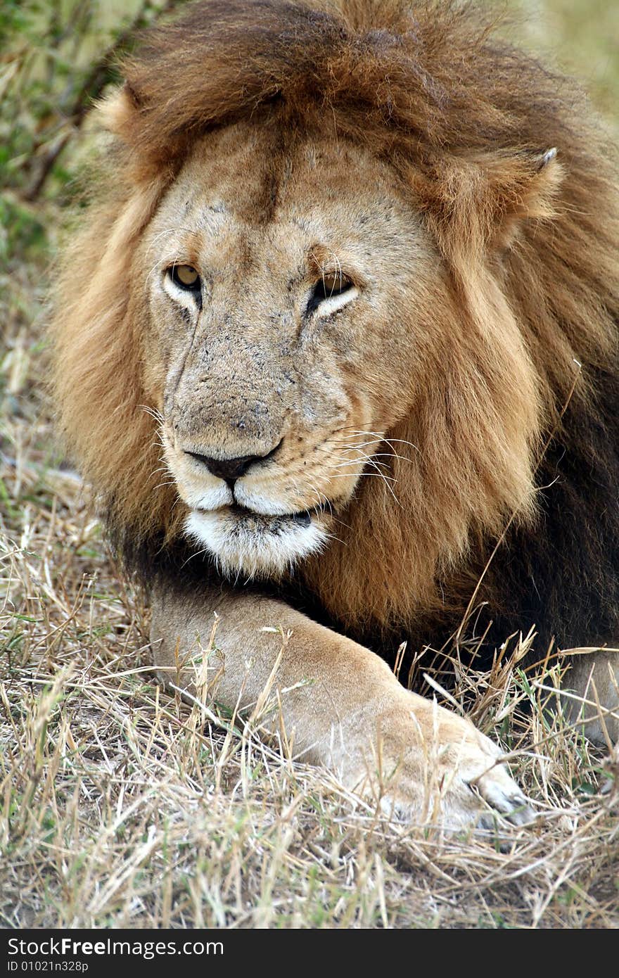 Lion lazing in the grass in the Masai Mara Reserve in Kenya. Lion lazing in the grass in the Masai Mara Reserve in Kenya